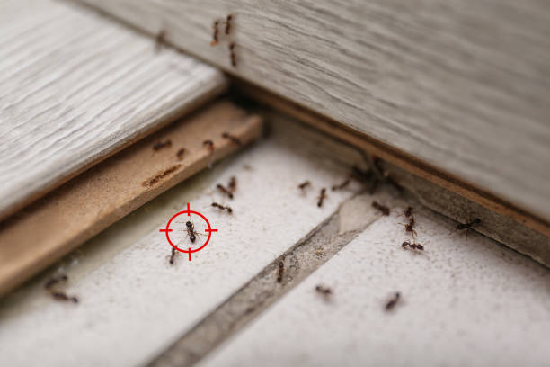Best Insect Control  in Hermiston, OR