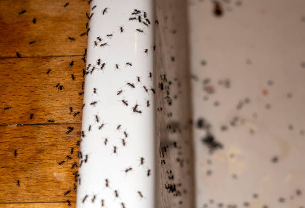 Best Pest Prevention Services  in Hermiston, OR