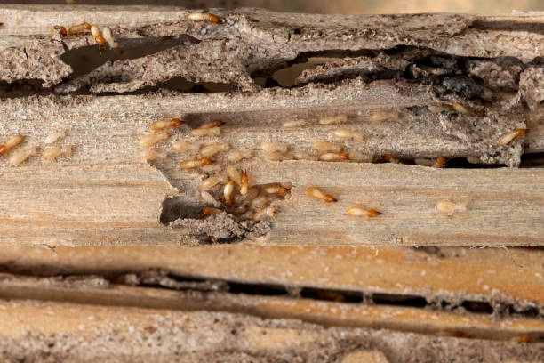 Best Residential Pest Control  in Hermiston, OR
