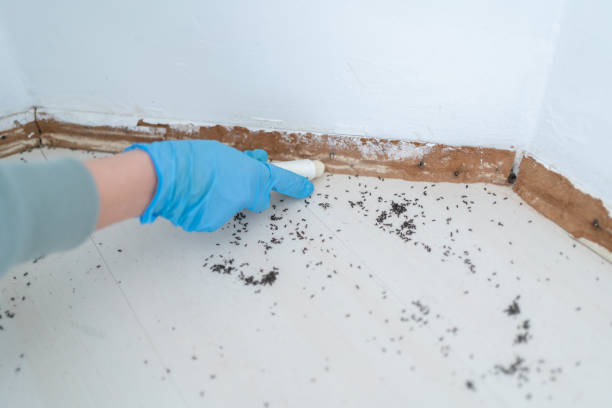 Best Pest Control Near Me in Hermiston, OR